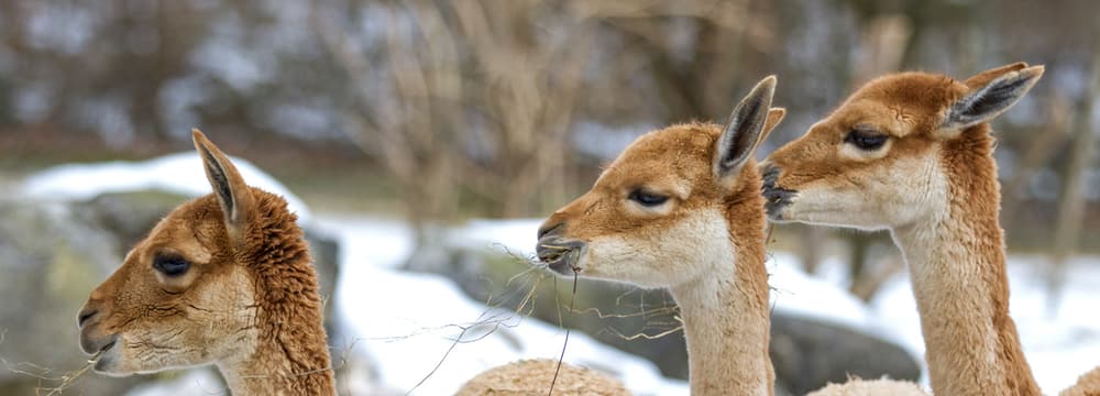 Vikunjas im Zoo Zürich.