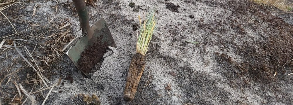 Spaten und Tussockgras-Setzling auf der Insel Hummock im Frühjahr 2024.