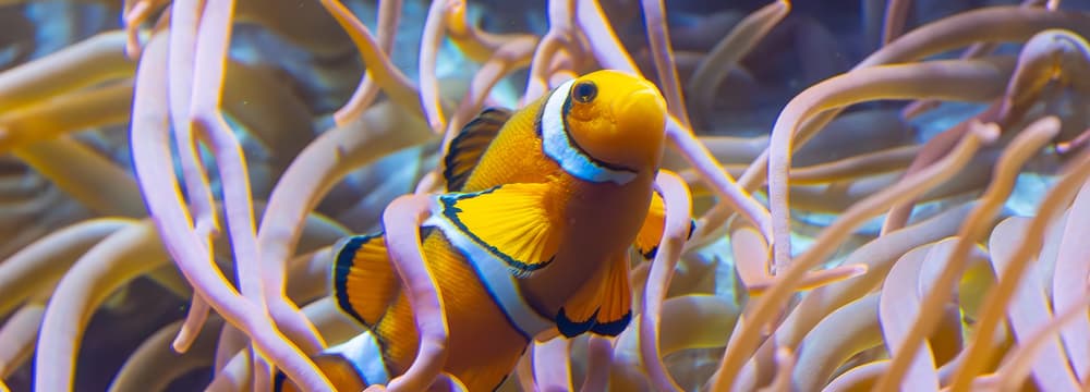 Falscher Clown-Anemonenfisch im Aquarium des Zoo Zürich