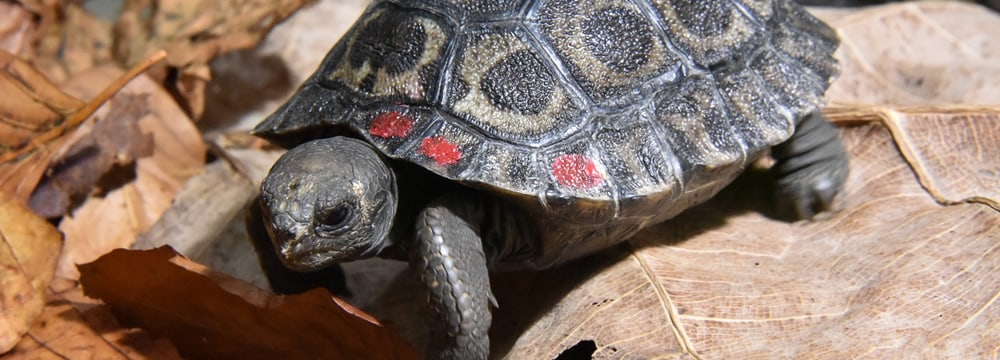 Junge Galapagos-Riesenschildkröte im Zoo Zürich.