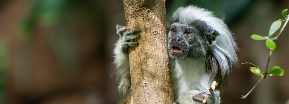 Lisztaffe im Zoo Zürich.
