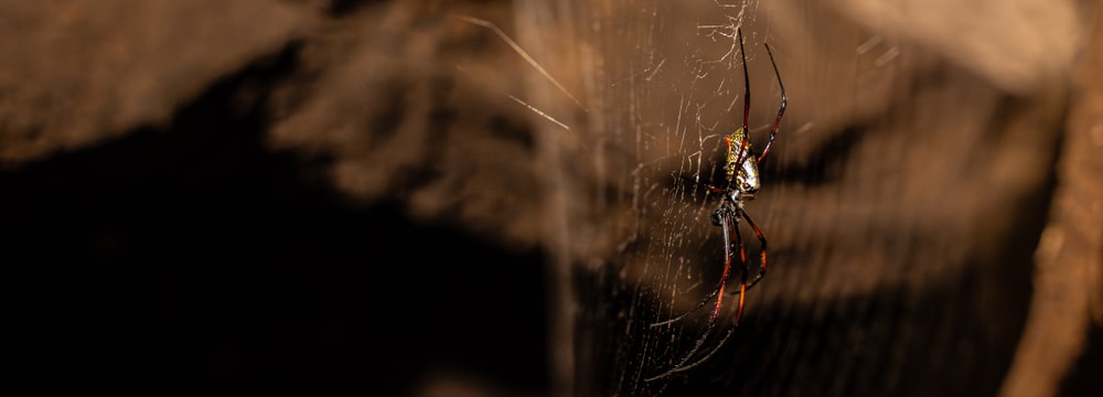Madagaskar-Seidenspinne im Zoo Zürich