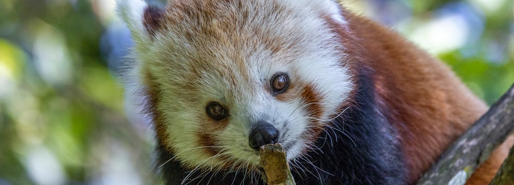 Kleiner Panda Siddhi zum ersten Mal in der Anlage.