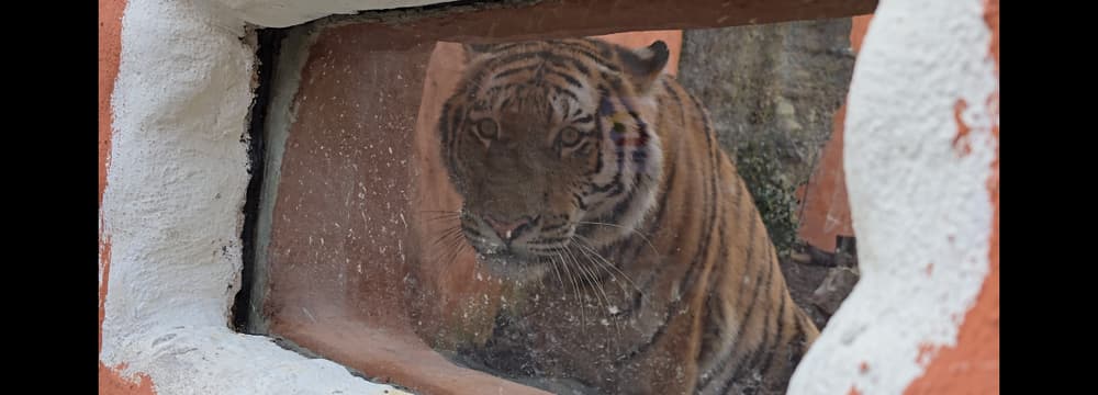 Amurtiger Akim im neuen Grosskatzen-Lebensraum Panthera im Zoo Zürich.