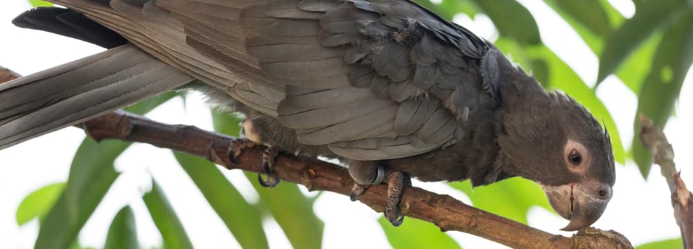 Grosser Vasapapagei im Zoo Zürich.