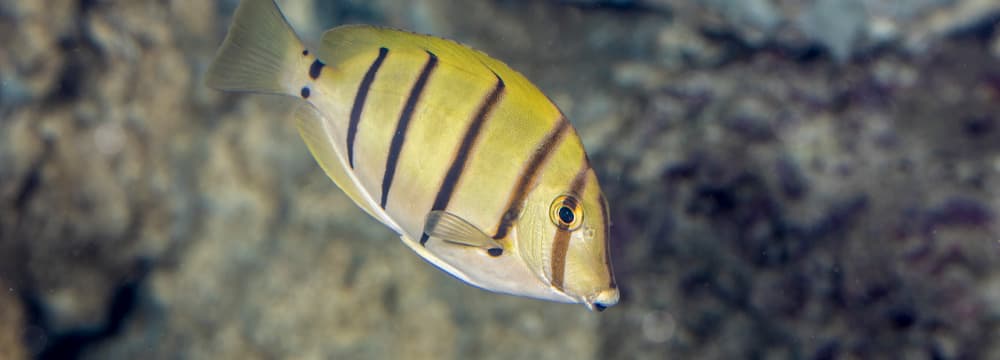 Gitter-Doktorfisch im Zoo Zürich.