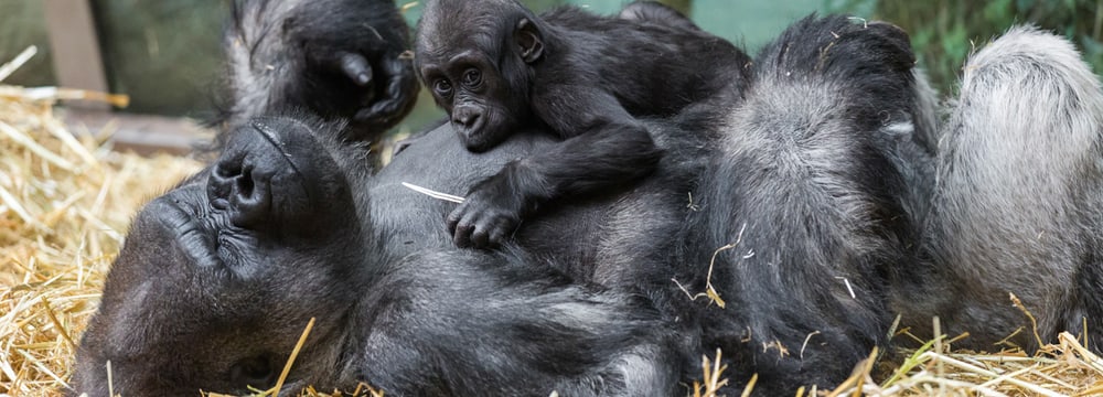 Westliche Flachlandgorillas N'Gola und Mahiri (Jungtier) im Zoo Zürich.