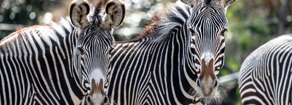 Grevyzebras in der Lewa Savanne.