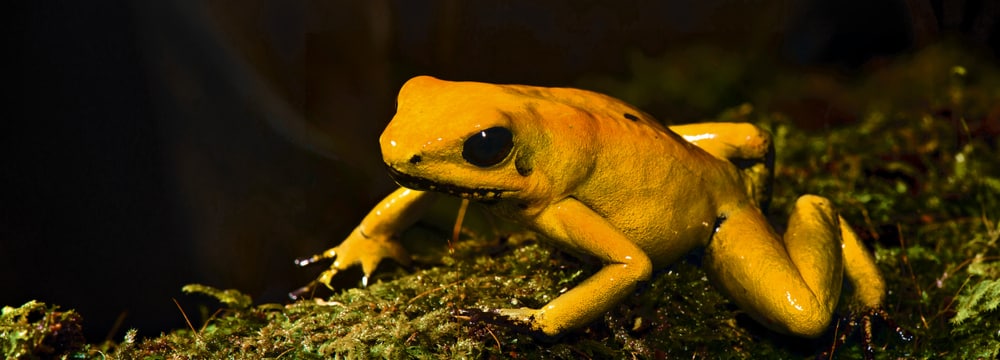 Goldener Pfeilgiftfrosch
