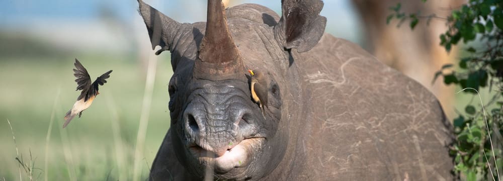 Breitmaulnashorn.