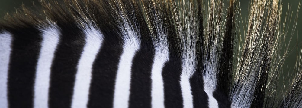 Streifen und Mähne eines Zebras.