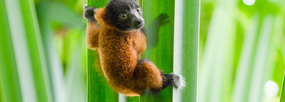 Junger Roter Vari im Masoala Regenwald im Zoo Zürich.