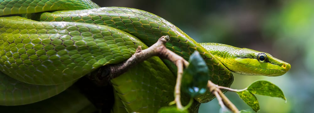 Spitzkopfnatter im Zoo Zürich