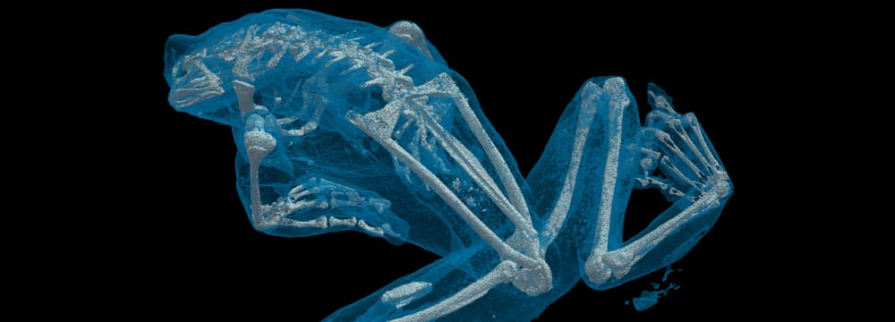 ARTORG Center for Biomedical Engineering Research der Universität Bern; Computer Tomographie des Baumhöhlen-Krötenlaubfroschs (Trachycephalus resinifictrix).