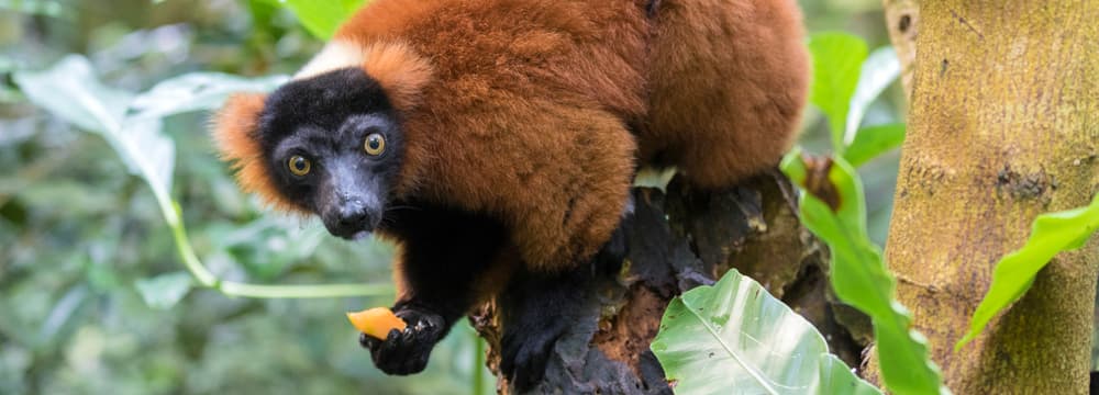 Roter Vari im Masoala Regenwald des Zoo Zürich