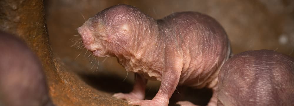 Nacktmulle in der Lewa Savanne des Zoo Zürich.