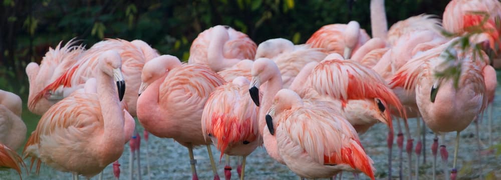 Chile-Flamingos im Zoo Zürich