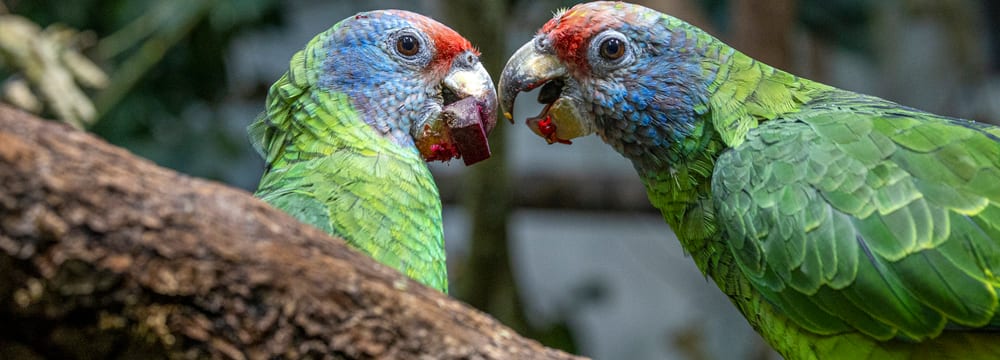 Rotschwanzamazonen im Zoo Zürich.