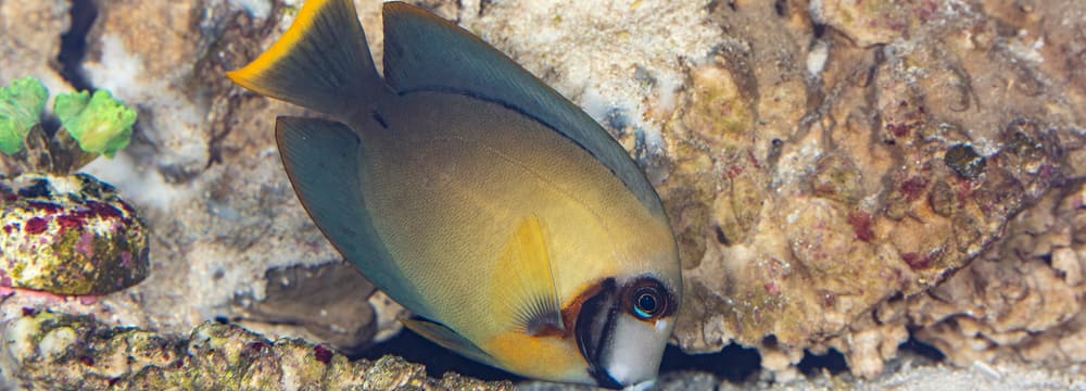 Schokoladen-Doktorfisch im Zoo Zürich.