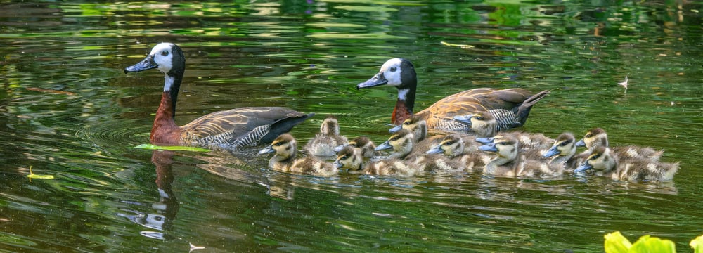 Witwenpfeifgänse mit Küken im Masoala Regenwald des Zoo Zürich.