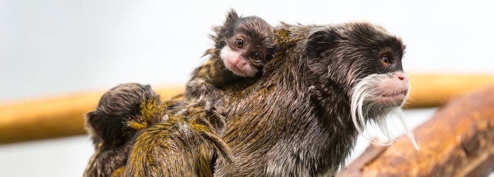 Kaiserschnurrbart-Tamarin im Zoo Zürich.