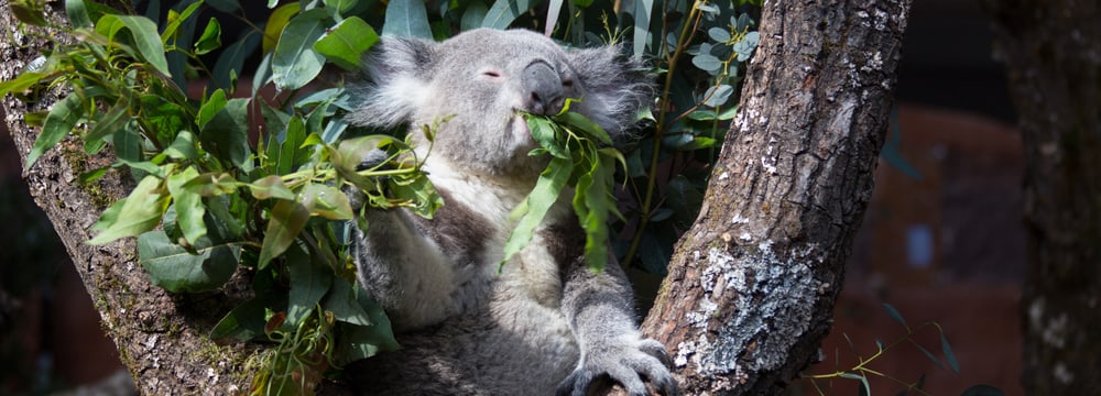 Koala in der Australienanlage im Zoo Zürich.