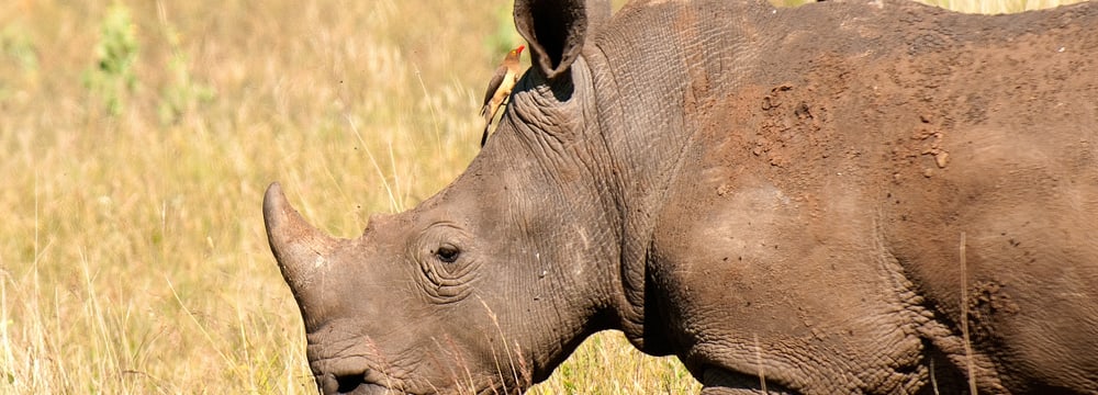 Östliches Spitzmaulnashorn im Lewa Wildlife Conservancy in Kenia.