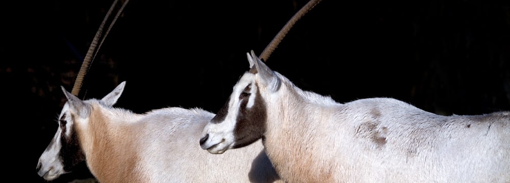Arabische Oryx im Zoo Zürich.