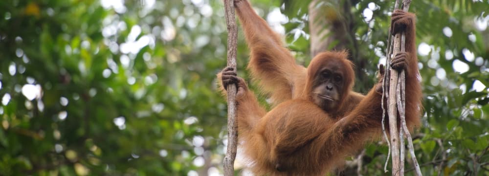 Orang-Utan in der Auswilderungsstation Jantho