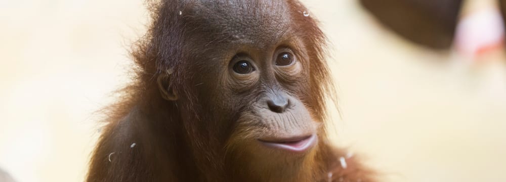 Sumatra-Orang-Utan im Zoo Zürich