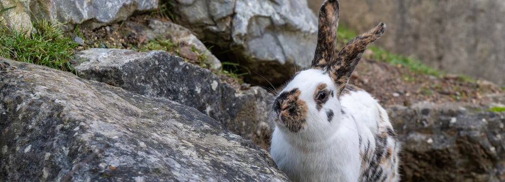 Schweizer Dreifarben-Kleinscheckenkaninchen im Zoo Zürich