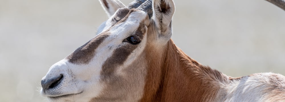 Säbelantilope