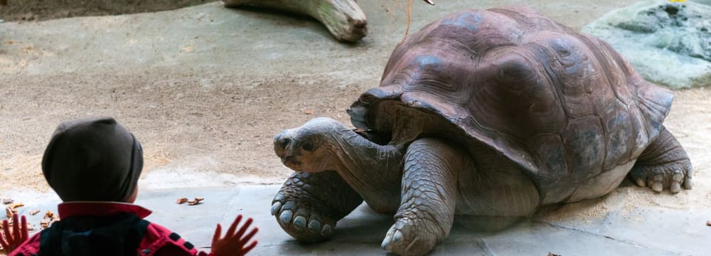 Kind betrachtet in der Forscherhütte eine Galapagos-Riesenschildkröte.
