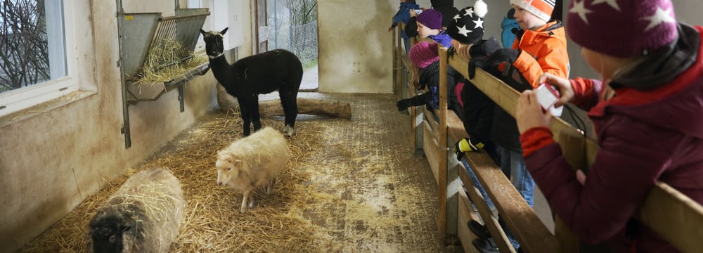 Projektwoche Kinder/Schüler im Zoo Zürich