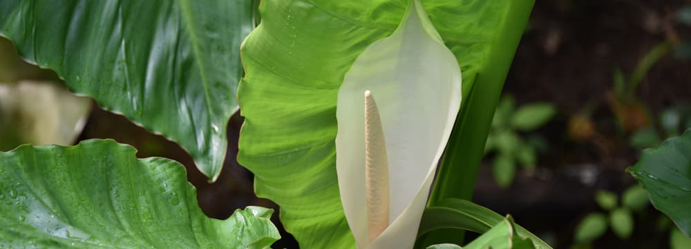 Aronstab-Scheinbaum im Masoala Regenwald des Zoo Zürich