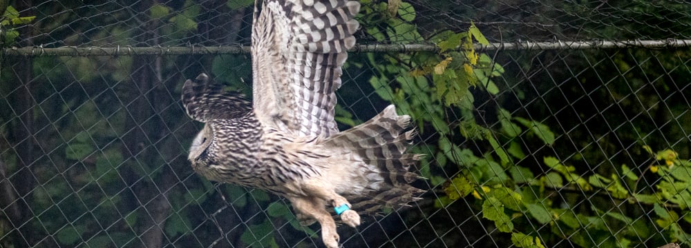Habichtskauz im Zoo Zürich.
