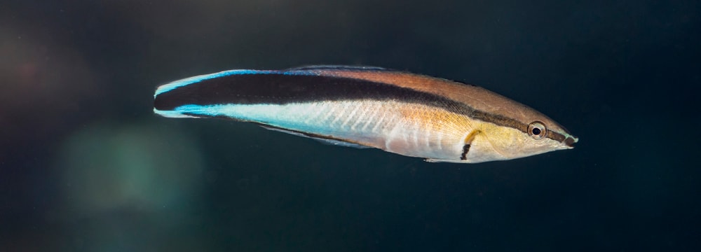 Putzerlippfisch im Aquarium des Zoo Zürich.