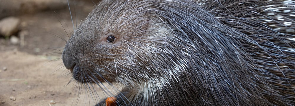 Stachelschwein in der Lewa Savanne des Zoo Zürich.
