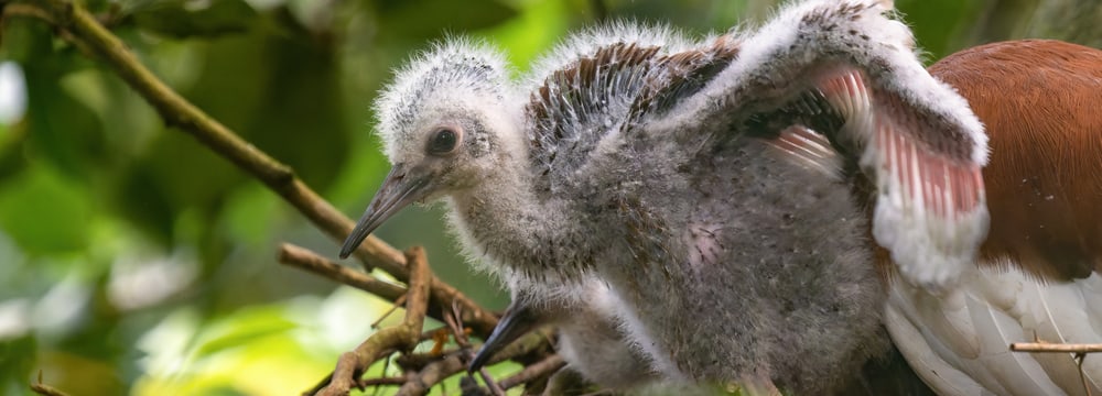 Mähnenibisküken im Masoala Regenwald des Zoo Zürich.