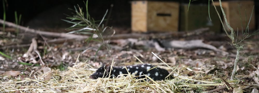 Tüpfelbeutelmarder bei der Auswilderung