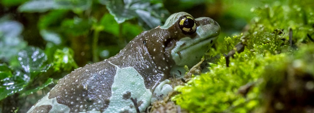 Baumhöhlen-Krötenlaubfrosch