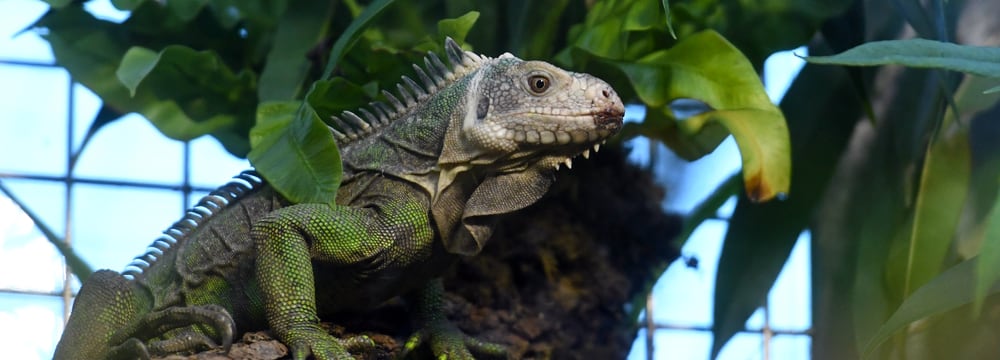 Kleiner Antillen-Leguan im Exotarium des Zoo Zürich.