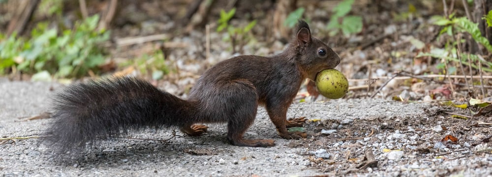 Ein Eichhörnchen läuft mit einer Frucht durch den Zoo Zürich.