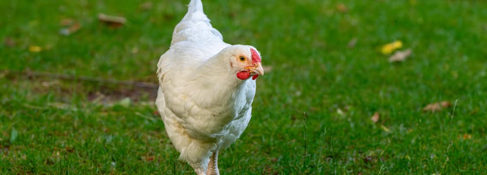 Schweizerhuhn im Zoo Zürich