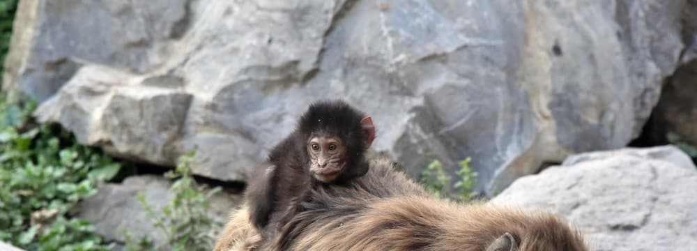 Junger Dschelada im Zoo Zürich.