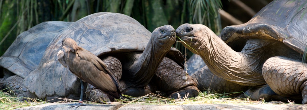 Aldabra-Riesenschildkröten im Masoala Regenwald