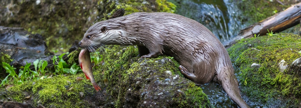 Europäischer Fischotter Lulu im Zoo Zürich.