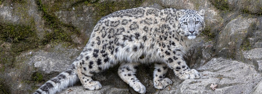 Schneeleopardenweibchen Wajra im März 2023 im Zoo Zürich.