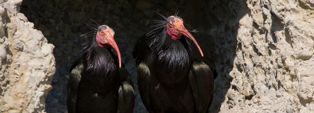 Waldrappen im Zoo Zürich