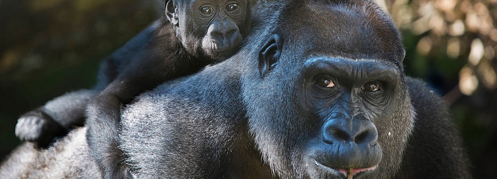Westlicher Flachlandgorilla Mamitu im Zoo Zürich.